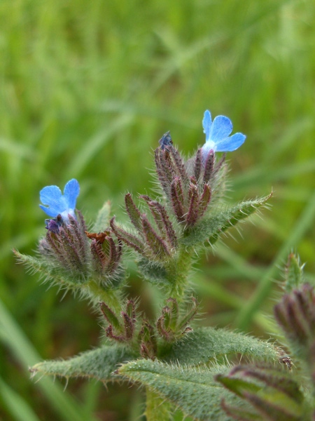 bugloss / Lycopsis arvensis