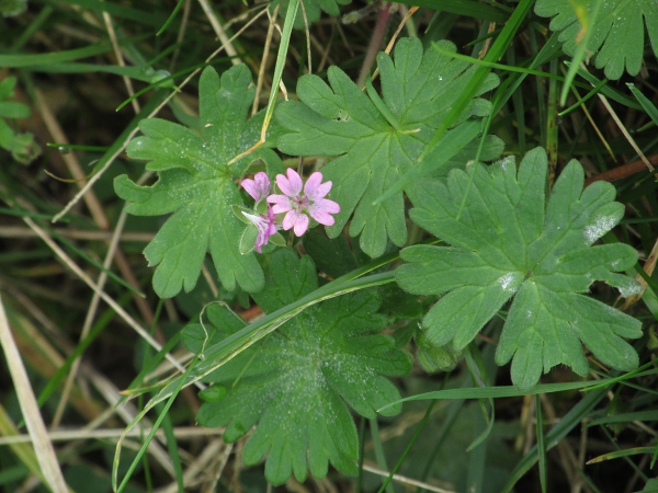 small-flowered cranesbill / Geranium pusillum: _Geranium pusillum_ is very similar to _Geranium molle_, but with only 5 functional stamens and slightly smaller flowers.