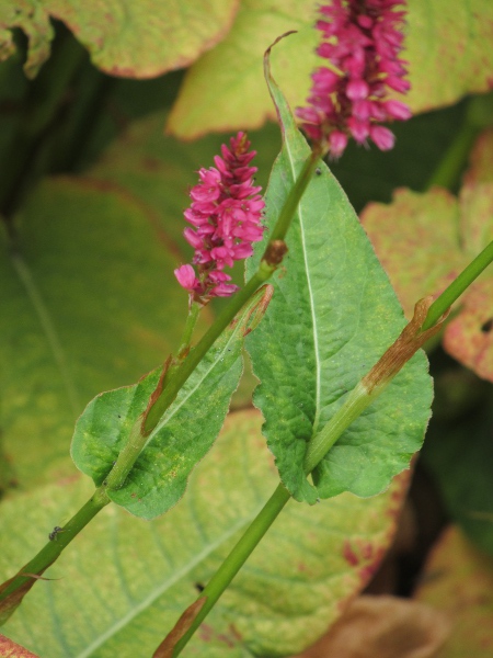 red bistort / Bistorta amplexicaulis: _Bistorta amplexicaulis_ is similar to _Bistorta officinalis_, but its flowers are darker pink, and its stems are usually branched.