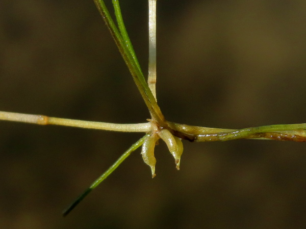 sessile horned pondweed / Zannichellia palustris subsp. palustris