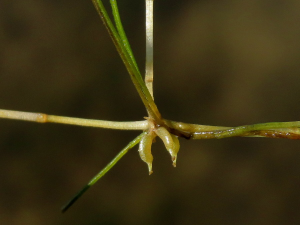 sessile horned pondweed / Zannichellia palustris subsp. palustris: The fruits of _Zannichellia palustris_ are beaked and slightly curved; in subsp. _palustris_, they are (almost) sessile.