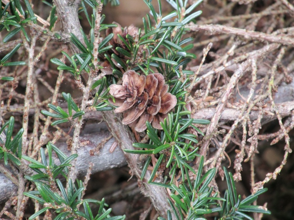 western hemlock-spruce / Tsuga heterophylla: The cone-scales of _Tsuga heterophylla_ are thinner than in pine trees; the cones are less than 3 cm long.