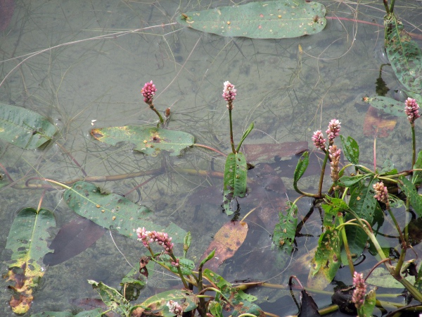 amphibious bistort / Persicaria amphibia: _Persicaria amphibia_ is most conspicuous and recognisable when growing in water, with floating leaves, but it can also occur on dry land.