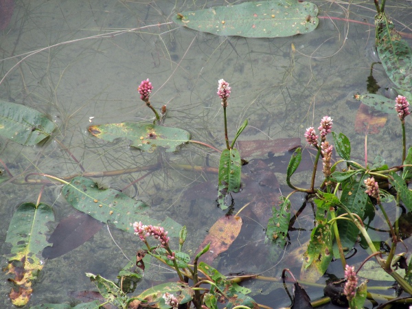 amphibious bistort / Persicaria amphibia