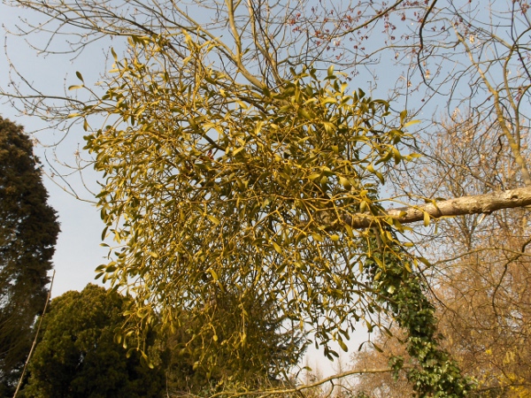 mistletoe / Viscum album: _Viscum album_ is a <a href="parasite.html">parasitic plant</a> that grows on the branches of trees, especially apples, poplars, willows and hawthorns.