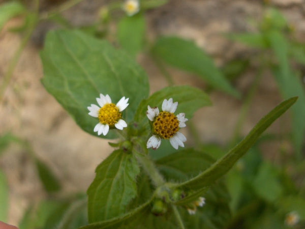 shaggy soldier / Galinsoga quadriradiata: The inflorescences of _Galinsoga quadriradiata_ usually have 5 ligular flowers, giving them a similar appearance to 5-parted true flowers.