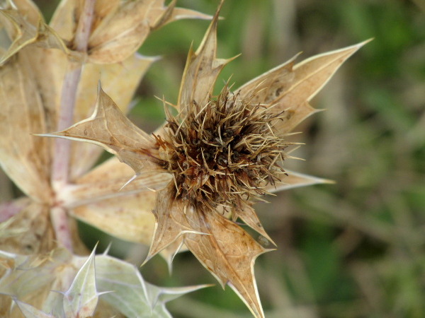 sea holly / Eryngium maritimum