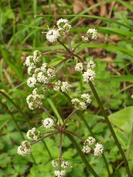 sanicle / Sanicula europaea: The inflorescence of _Sanicula europaea_ consists of ‘balls on sticks’ – tight globose umbels on long peduncles.