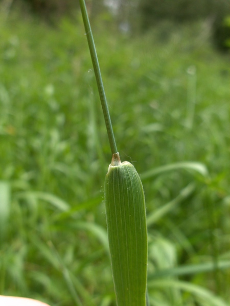 meadow foxtail / Alopecurus pratensis: Ligule