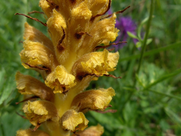 knapweed broomrape / Orobanche elatior: Flowers