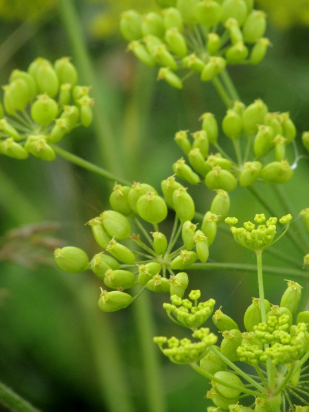 parsnip / Pastinaca sativa: The fruits of _Pastinaca sativa_ are distinctly compressed, and hardly longer than wide.