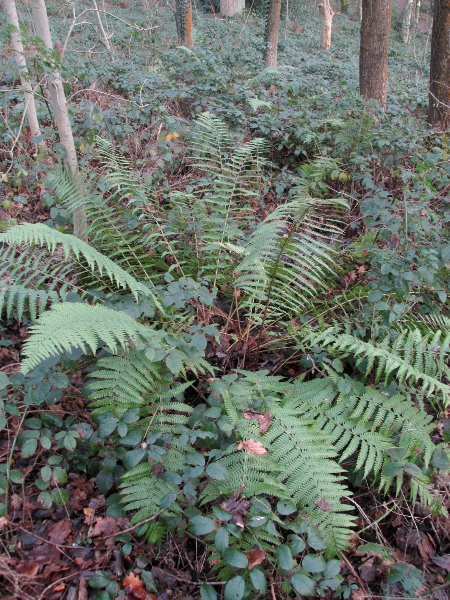 golden-scaled male-fern / Dryopteris affinis: The _Dryopteris affinis_ aggregate includes _D. affinis_ s.s., _Dryopteris borreri_ and _Dryopteris cambrensis_.