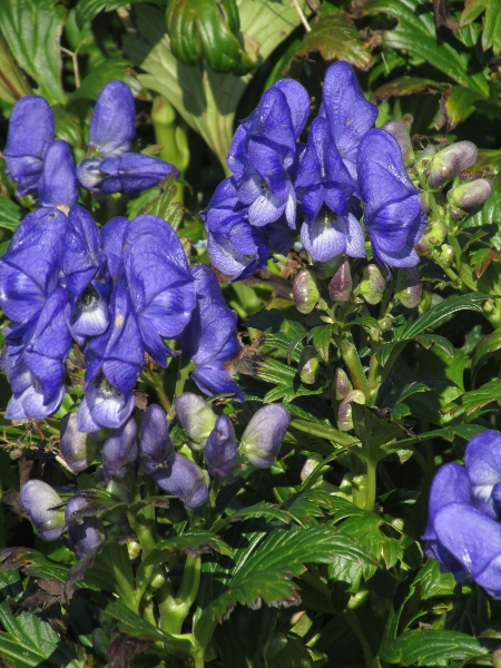 hybrid monkshood / Aconitum × stoerkianum: The hybrid _Aconitum_ × _stoerkianum_ often has blue-and-white flowers, with the upper sepal higher than wide.