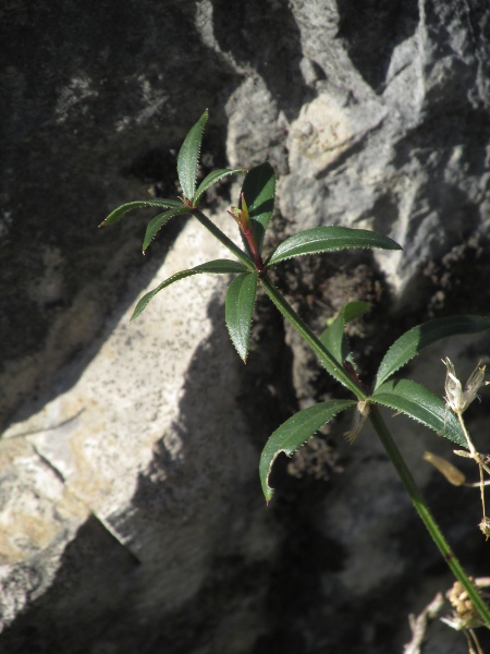 wild madder / Rubia peregrina: _Rubia peregrina_ has whorls of 4 thick, stiff leaves with backward-pointing spines along their edges, and stems with backward-pointing spines.