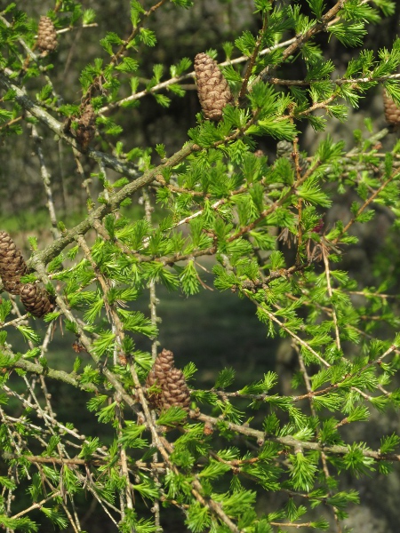 European larch / Larix decidua: _Larix decidua_ is, unusually, a deciduous conifer; its cones are longer than those of _Larix kaempferi_, and without the curved scale-tips of their hybrid, _Larix_ × _marschlinsii_.