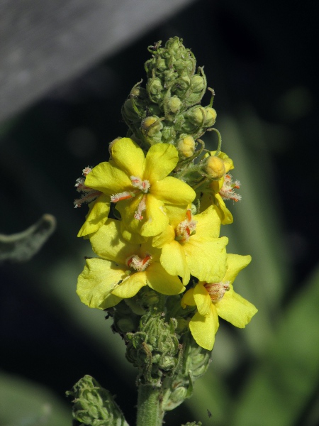 Hungarian mullein / Verbascum speciosum: All the anthers of _Verbascum speciosum_ are kidney-shaped, attached by the concave side, with white hairs.