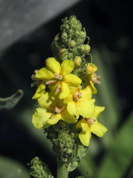 Hungarian mullein / Verbascum speciosum