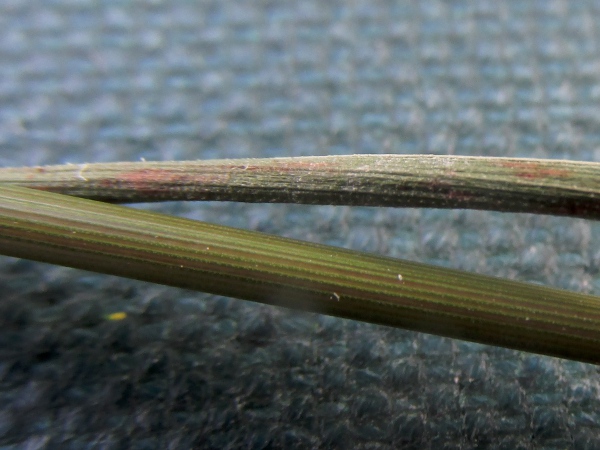 tor grass / Brachypodium rupestre: The presence of tiny prickle-hairs between the veins on the underside of the leaf distinguishes _Brachypodium rupestre_ from _Brachypodium pinnatum_.