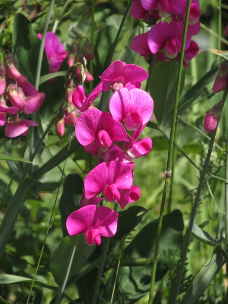 broad-leaved everlasting pea / Lathyrus latifolius