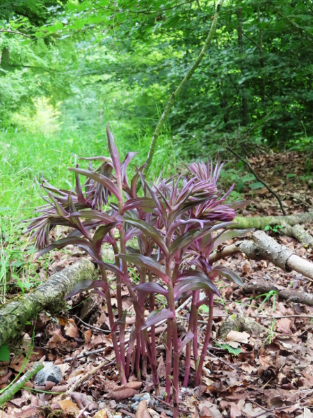 violet helleborine / Epipactis purpurata: The stem is almost hairless within the inflorescence; the flowers are green, drooping and often cleistogamous, and the ovary is hairless.