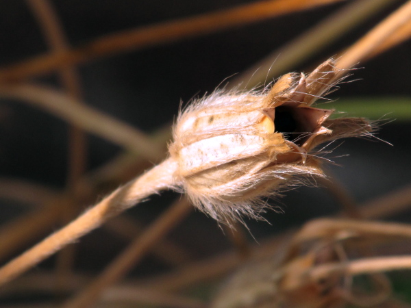 corncockle / Agrostemma githago: The fruit of _Agrostemma githago_ is a 5-toothed capsule of the same length as the hairy sepals, containing many black seeds.