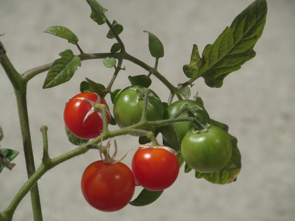tomato / Solanum lycopersicum: The ripe red berries are a popular food.