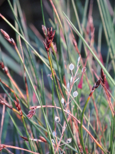 Saltmarsh flat-sedge / Blysmus rufus