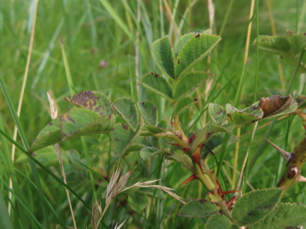 Sherard’s downy-rose / Rosa sherardii: The leaves of _Rosa sherardii_ are ovate or elliptic, tomentose, rounded at the base, multiserrate with gland-tipped teeth, and have some glands on the lower surface.