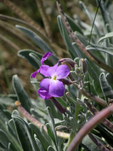 hoary stock / Matthiola incana: _Matthiola incana_ is potentially native to southern coasts, but is more probably introduced.