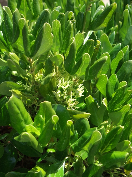 tree bedstraw / Coprosma repens