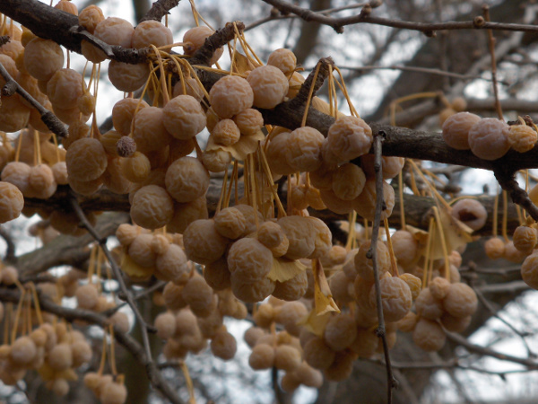 ginkgo / Ginkgo biloba