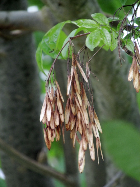 manna ash / Fraxinus ornus: The fruit of _Fraxinus ornus_ is a fairly typical ash-key.