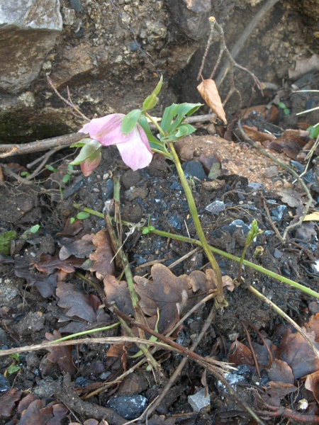lenten rose / Helleborus orientalis: The flowers of _Helleborus orientalis_ often appear before the leaves.