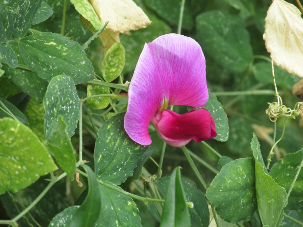 two-flowered everlasting pea / Lathyrus grandiflorus: _Lathyrus grandiflorus_ has large flowers, a single pair of leaflets per leaf, and a minutely hairy, angled (not winged) stem.