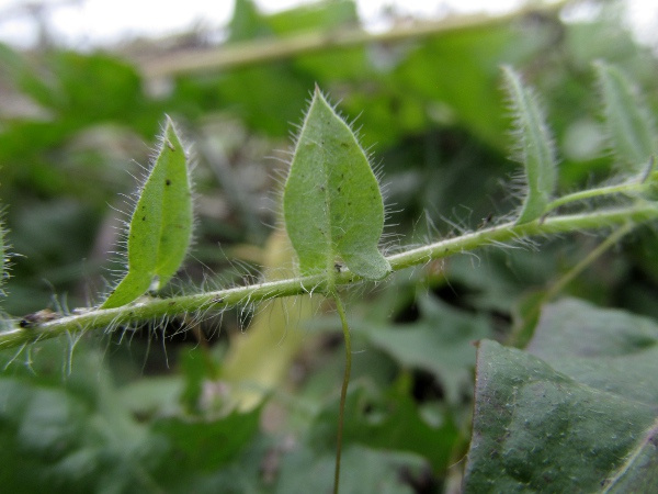 sharp-leaved fluellen / Kickxia elatine: The leaves of _Kickxia elatine_ have hastate bases, unlike the round-based leaves of _Kickxia spuria_.