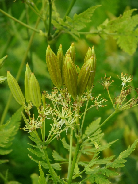 sweet cicely / Myrrhis odorata