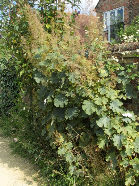 hybrid plume poppy / Macleaya × kewensis: _Macleaya_ × _kewensis_ is a garden hybrid between two Far Eastern species, _Macleaya cordata_ and _Macleaya microcarpa_.