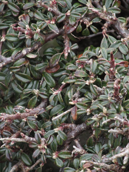 wild cotoneaster / Cotoneaster cambricus: _Cotoneaster cambricus_ is a prostrate shrub found only on the Great Orme in North Wales.