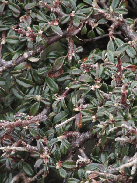 wild cotoneaster / Cotoneaster cambricus: _Cotoneaster cambricus_ is a prostrate shrub found only on the Great Orme in North Wales.