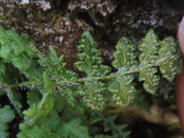 oblong woodsia / Woodsia ilvensis: The sori of _Woodsia ilvensis_ are arranged around the margin of each pinnule segment; the indusium quickly breaks up into threads, forming a fringe around the sorus.