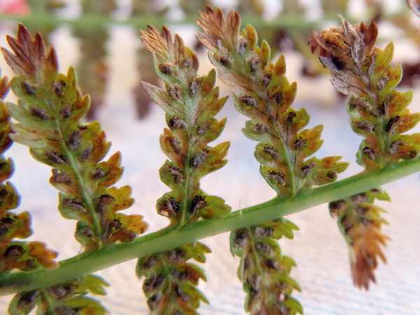 lady fern / Athyrium filix-femina: The sporangia of _Athyrium filix-femina_ are often J-shaped on the larger leaves, mostly in line with a vein but then curving across it.