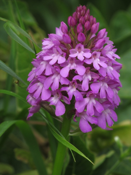 pyramidal orchid / Anacamptis pyramidalis: _Anacamptis pyramidalis_ has typically conical heads of pink flowers with long, slender spurs; the pair of pale vanes at the base of the labellum is distinctive.