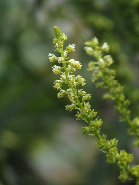 weld / Reseda luteola: Flowers