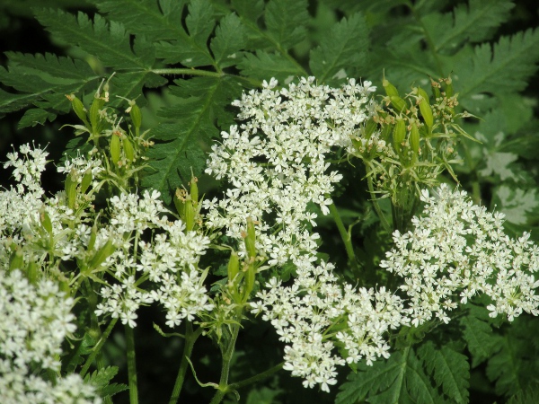 sweet cicely / Myrrhis odorata: Flowers and immature fruit.