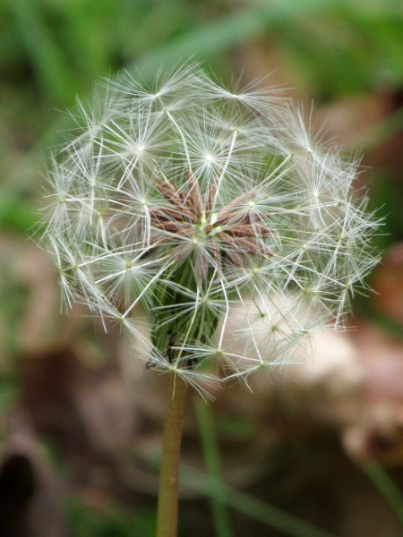 dandelions / Taraxacum sect. Erythrosperma: The achenes of species in _Taraxacum_ sect. _Erythrosperma_ are often reddish, in contrast to the greyish achenes in the otherwise similar _Taraxacum_ sect. _Obliqua_.