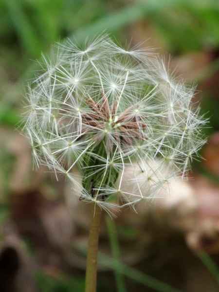 dandelions / Taraxacum sect. Erythrosperma: The achenes of species in _Taraxacum_ sect. _Erythrosperma_ are often reddish, in contrast to the greyish achenes in the otherwise similar _Taraxacum_ sect. _Obliqua_.