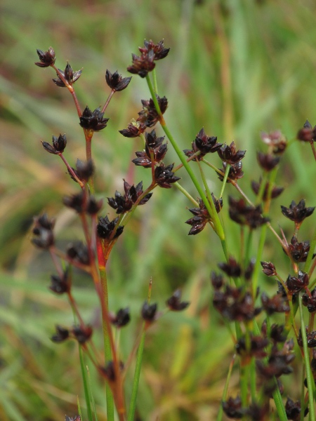 saltmarsh rush / Juncus gerardii