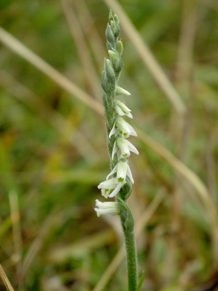 autumn lady’s-tresses / Spiranthes spiralis: _Spiranthes spiralis_ is a late-flowering plant of closely grazed calcareous grassland; the whole plant is often only a few inches tall.