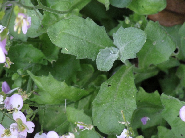 Virginia stock / Malcolmia maritima: The leaves of _Malcolmia maritima_ are shallowly toothed or entire, and have numerous branched hairs but no simple hairs.