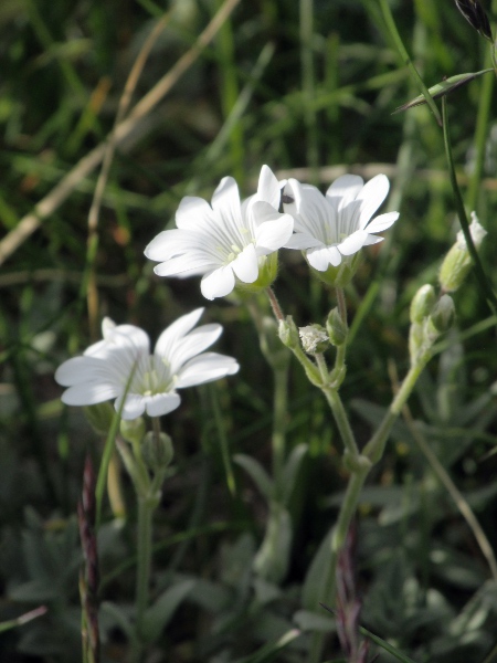 snow-in-summer / Cerastium tomentosum: _Cerastium tomentosum_ is a frequent garden escape with typical _Cerastium_ flowers.